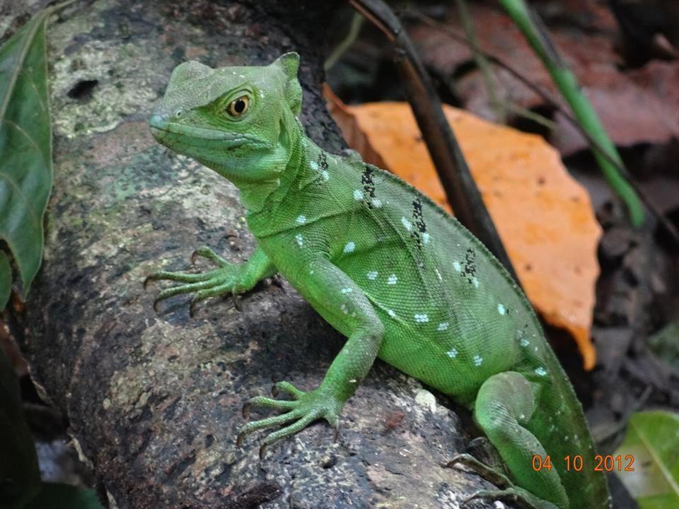 La Fortuna Casona Rustica & Bungalow المظهر الخارجي الصورة